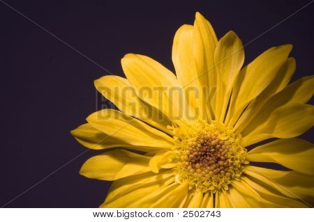 Gula blommande Daisy på gul bakgrund