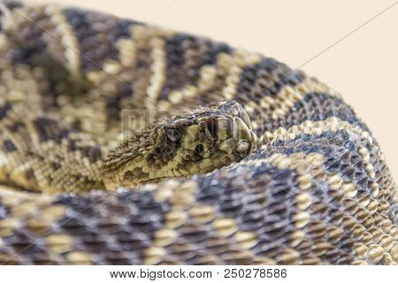 Closeup Shot Of A Eastern Diamondback Rattlesnake