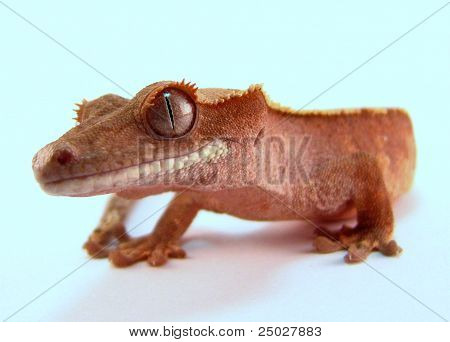 마운트 크레스티드 게 코