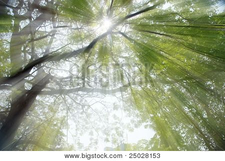Trees with Sun Rays
