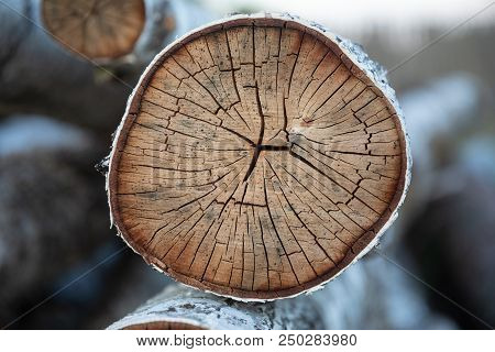 Wood Texture, Tree Rings With Tar, Logs, Sawed Wood View From Above. Sawn End Of Fir Tree Background