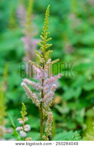 Ose-up Of Flowering Pink Astilbe (saxifragaceae) Flowers In A Forest.