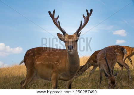 Deer Fawn Portrait Forest Park Wild Brown Animals