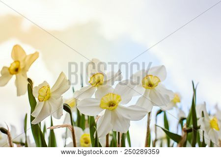 Daffodils Close - Up Against A Cloudy Sky.