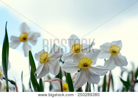 Narcissus Flowers Close - Up With Green Grass And Cloudy Sky.