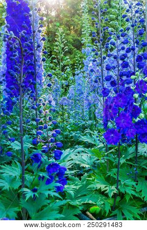 Blue White Delphinium Larkspur Perennial Van Dusen Garden Vancouver British Columbia Canada