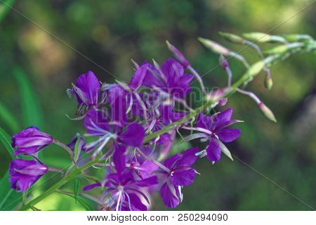 Willow-herb Pink Epilobium Flowers Of Fireweed Epilobium Or Chamerion Angustifolium In Bloom Ivan Te