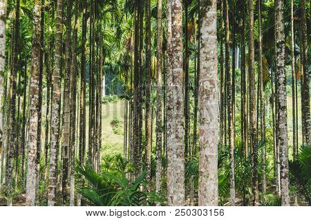 Betel Palm In Resort In Thailand. A Grove Of Palms, Betel. Background Of Thin Trunks Of Exotic Trees