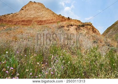 wildflowers on high coast by the sea, beautiful summer landscape, travel concept