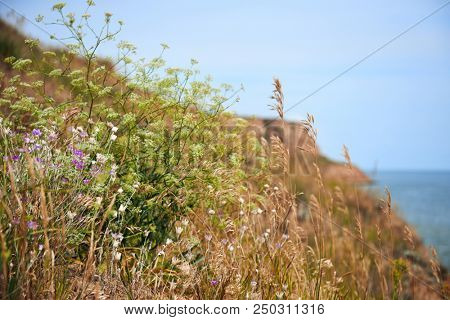 wildflowers on high coast by the sea, beautiful summer landscape, travel concept