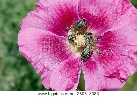 Bees In Pollen, Bee Eats Pollen Of Mallow Flowers,malvaceae, Bumblebee Collects Honey And Carries Po