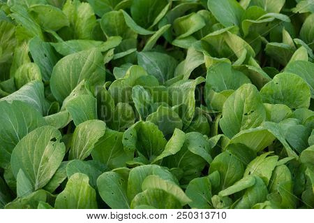 Closeup Of Green Lettuce Cultivating At Greenhouse