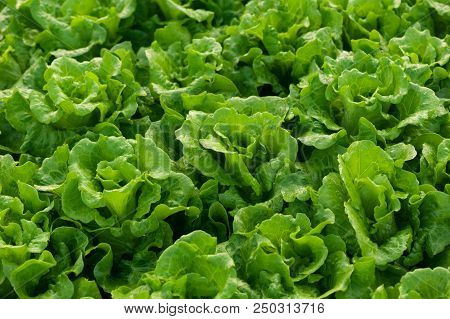 Closeup Of Green Lettuce Cultivating At Greenhouse