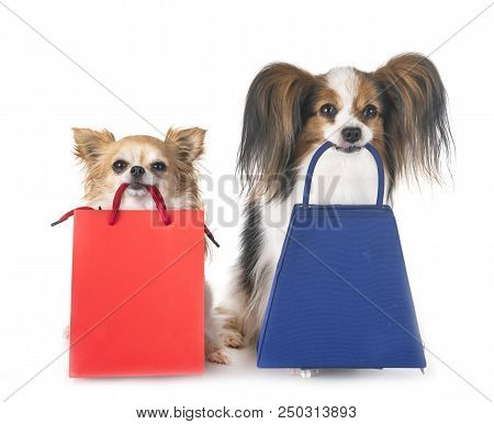 Two Dogs Holdings Bags For Shopping In Studio