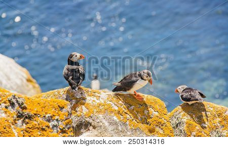 Close View Of Three Puffins On A Rock  On Sunny Day. Saltee Islands. Ireland.