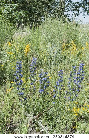 Bright Field Flowers In The Grass. Rustic Meadow Landscape