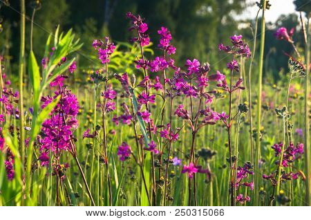 Summer Meadow With Bright Pink Inflorescences Of The Sticky Catchfly (silene Viscaria) Under The Eve