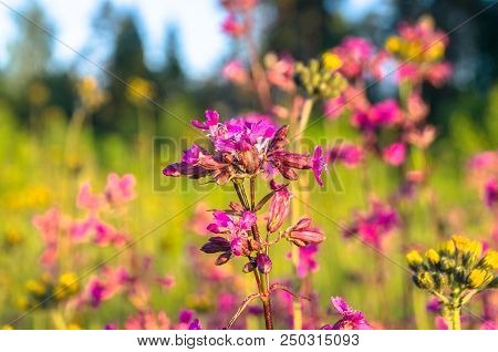 Summer Meadow With Bright Pink Inflorescences Of The Sticky Catchfly (silene Viscaria) Under The Eve