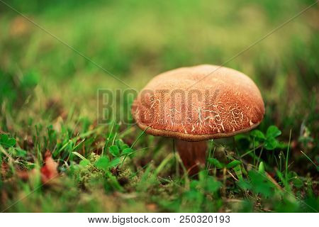 Large Boletus In Forest, Edible Mushroom Porcini With Sun Leaks Effect. Banner. Copy Space. Found Mu
