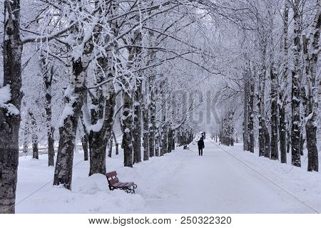 Winter Footpath Freeze Frosty Lane Natural Rural Seasona