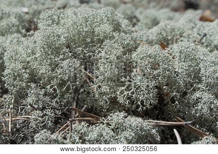 Beautiful Thick Moss In A Pine Forest, Bluish Tint