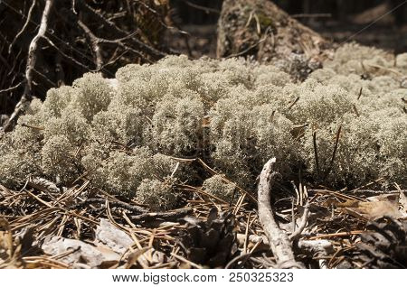 Beautiful Thick Moss In A Pine Forest, Bluish Tint