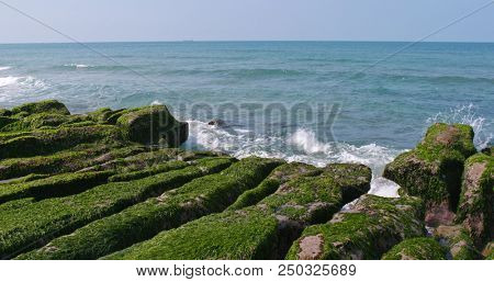 Beautiful Laomei Green Reef