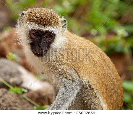 Cercopithecus Aethiops markatta