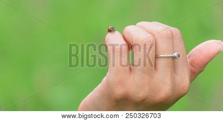 Concept - Investing In Start-ups. A Female Hand Supporting The Ladybug On Takeoff As A Symbol Of A C