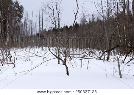 Snowy Plain Winter Landscape With A Fallen Dead Tree Trunk