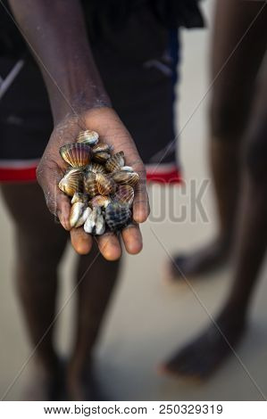 Detail Of The Hand Of A Cockles Harvester In The Beach In The Island Of Orango, Guinea Bissau, At Su