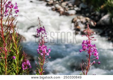 Flowers On A Little River In An Alpine Valley