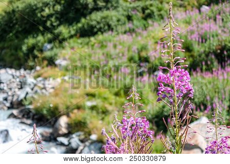 Flowers On A Little River In An Alpine Valley