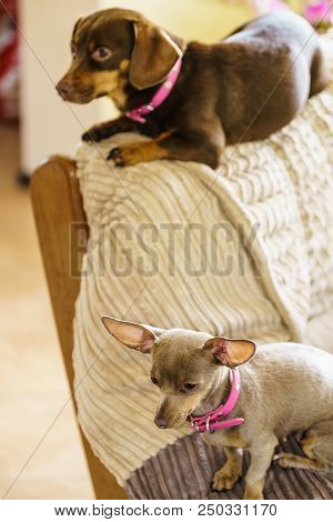 Little Dogs Dachshund And Pinscher Ratter Prazsky Krysarik Crossbreed Chilling On Sofa Indoor Relaxi