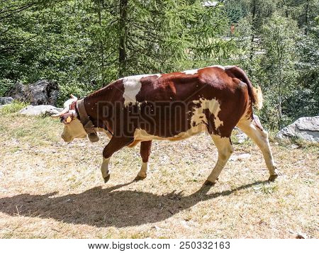 Cows In A Wood Of An Alpine Valley