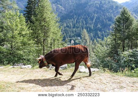 Cows In A Wood Of An Alpine Valley