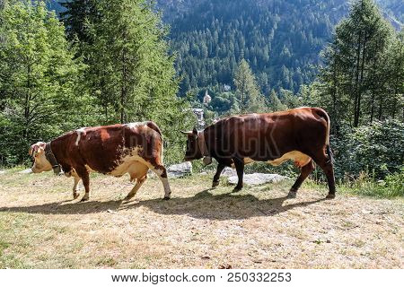 Cows In A Wood Of An Alpine Valley