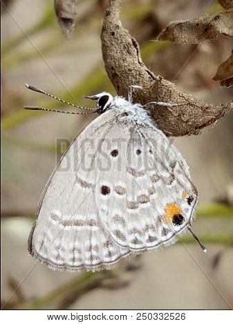 Buterfly, White Little Buterfly, Antrophoda, Insecta, Nice Animal
