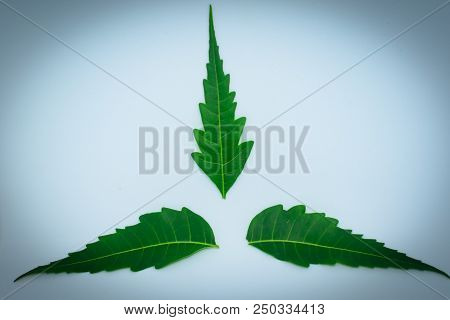Medicinal Neem Leaf On White Background. Azadirachta Indica.