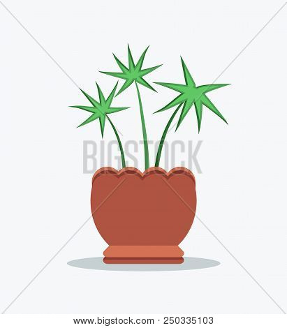 Pachira Indoor Plant In Clay Pot With Wavy Edge. House Flowerpot With Thin Stem. Pachira, Genus Of T