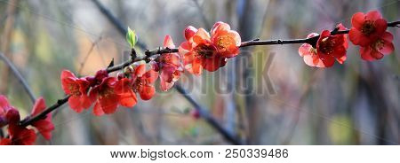Close Up Of Red Japanese Quince Flowers