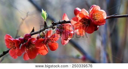 Close Up Of Red Japanese Quince Flowers