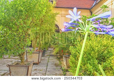 Little Garden In Urban Historic Courtyard. Garden Style.