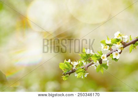 Ornamental Garden With Majestically Blossoming Large Trees On A Fresh Green Lawn.
