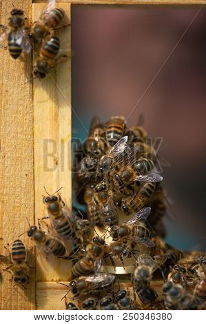 Close Up View Of The Working Bees On Honey Cells, Fresh Honey In Comb And Working Bees.