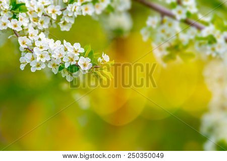 Ornamental Garden With Majestically Blossoming Large Trees On A Fresh Green Lawn.