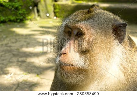 Monkey Portrait In Forest In Ubud Bali
