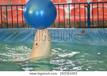 Belukha Type Of Toothed Whales Performs An Exercise With A Ball