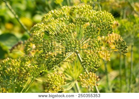 Background With Dill Umbrella Closeup. Garden Plant. Fragrant Dill On The Garden