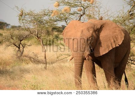African Elephant ( Loxodonta African )tembo O Ndovu In The Heart African  Savanna.